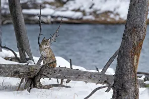Rufus Prints: North American Bobcat (Lynx rufus) on the edge of the Madison River