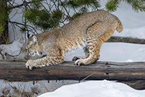 Trending: North American Bobcat (Lynx rufus) scratching / sharpening its claws on fallen tree trunk