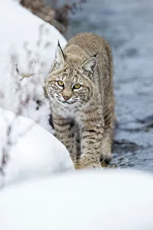 Rufus Prints: North American Bobcat (Lynx rufus) stalking along the edge of the Madison River