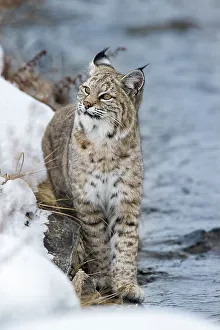 Rufus Prints: North American Bobcat (Lynx rufus) stalking along the edge of the Madison River