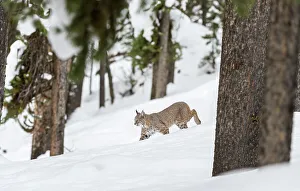 Rufus Prints: North American Bobcat (Lynx rufus) walking through deep snow
