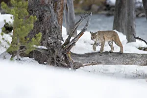 Rufus Prints: North American Bobcat (Lynx rufus) walking on a fallen tree trunk