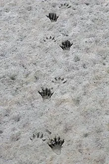 Close View Prints: North American raccoon (Procyon lotor), racoon close-up of footprints in wet sand, mud