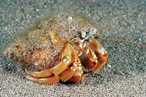 Adult Animal Prints: North Sea hermit crab, Common hermit crab