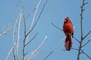 Cardinal Prints: Northern Cardinal Male (Cardinalis cardinalis) sirtting high up in tree