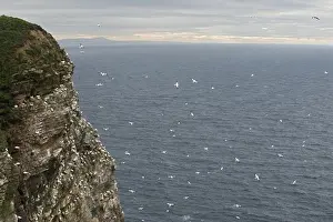 Coast Prints: Northern Gannet (Morus bassanus) colony
