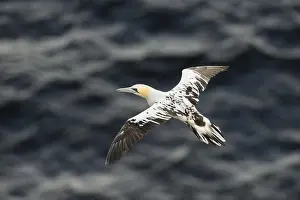 Juveniles Prints: Northern Gannet (Morus bassanus) immature