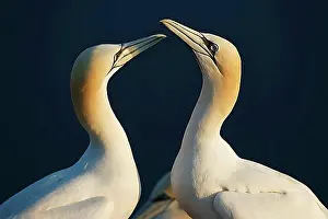 Connecting Prints: Northern gannet (Sula bassana), courtship