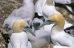 Profile Prints: Northern Gannet, Sula Bassana, Pair With Chick, Bonaventure Island In Quebec