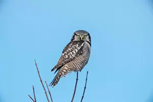 Apex Predator Prints: Northern Hawk Owl (Surnia ulula) Individual hunting in winter range