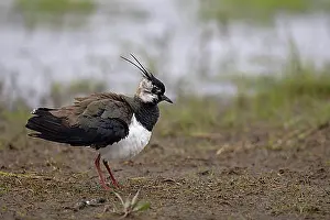 Swamp Prints: Northern lapwing (Vanellus vanellus)