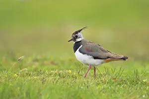 Plumage Prints: Northern Lapwing (Vanellus vanellus) adult