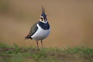 Plumage Prints: Northern Lapwing (Vanellus vanellus) adult