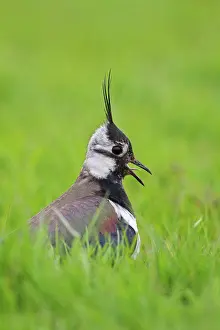 Call Prints: Northern Lapwing (Vanellus vanellus) adult female