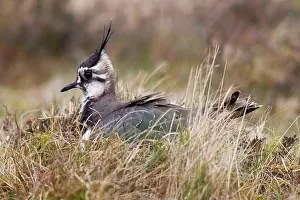 Hills Prints: Northern Lapwing (Vanellus vanellus) adult female