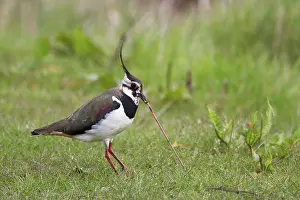 Maritime Prints: Northern Lapwing (Vanellus vanellus) adult female