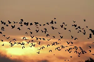 Maritime Prints: Northern Lapwing (Vanellus vanellus) flock
