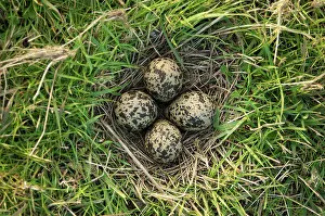 Northern Lapwing (Vanellus vanellus) nest with four eggs, North Kent Marshes, Kent, England, april