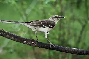 Full Length Prints: Northern Mockingbird perching on a branch (Mimus polyglottos)