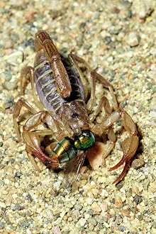 Prey Prints: Northern scorpion Paruroctonus boreus eating a blowfly