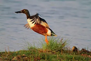Lonely Prints: Northern Shoveler flying from a marsh