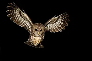Outstretched Prints: Northern Spotted Owl, Strix occidentalis caurina, Fraser Valley, BC, Canada