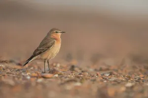 Passerine Bird Prints: Northern wheatear (Oenanthe oenanthe) female on beach