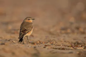 Passerine Bird Prints: Northern Wheatear (Oenanthe oenanthe) female on beach