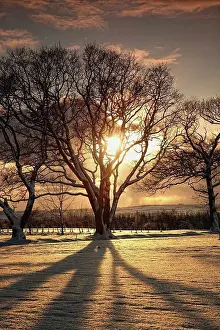 Rural Prints: northumberland, england, the sun setting through the trees