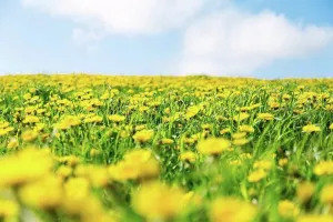 Scandinavian Peninsula Prints: Norway, Stavanger, Dandelion field