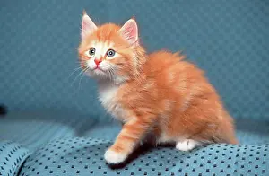Attentive Prints: Norwegian Forest Cat, kitten, 5 weeks