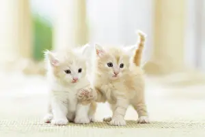 Mammalia Prints: Norwegian Forest Cat. Two kittens (7 weeks old) next to each other on a rug. Germany