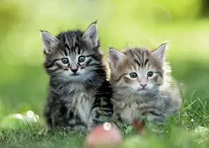 Cats Prints: Norwegian Forest Cat. Pair of tabby kittens next to apples in grass. Germany