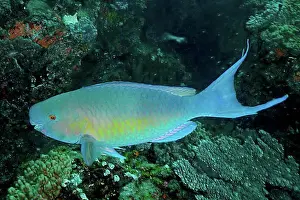 Natural Preserve Prints: Nose hump parrotfish (Scarus rubroviolaceus)