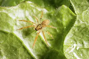 Terrestrial Prints: Nosferatu-Spinne, Nosferatuspinne Zoropsis spinimana