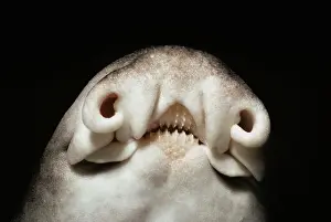 Tooth Prints: Nostrils and mouth parts of Port Jackson shark (Heterodontus philippi) at night