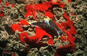 Colourful Prints: Nudibranch (Polycera hedgpethi)