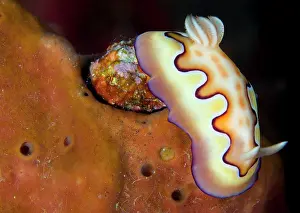 Living Organism Prints: Nudibranch or sea slug (Chromodoris coi) on orange sponge