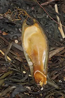 Case Prints: Nursehound (Scyliorhinus stellaris) Mermaid's Purse eggcase