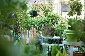 Home Décor Prints: Nursery, flowers and plants for gardening or home decor with pots for backyard