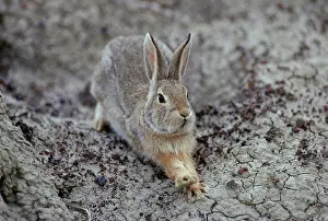 Alberta Prints: Nuttall's Cottontail (Sylvilagus nuttallii) (Mountain Cottontail) Adult