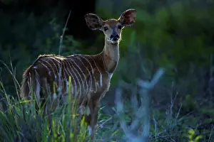 Outdoor Africa Prints: Nyala (Tragelaphus angazii) female. Ndumo Game Reserve. KwaZulu Natal. South Africa