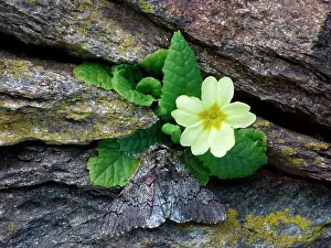 Alps Prints: Oak Beauty (Biston strataria) adult male