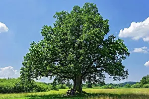 Free Standing Prints: Oak (Quercus), so-called Mozart oak