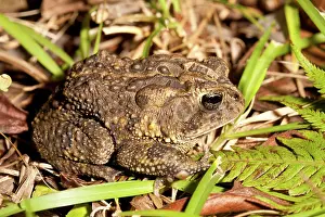 Oneanimal Prints: Oak Toad, Anaxyrus quercicus, Everglades, Florida, USA