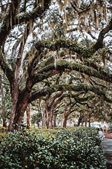 Oak trees and lush spanish moss in Forsyth Park, Savannah, Georgia