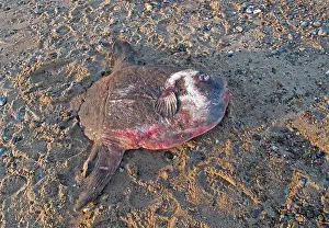 Maritime Prints: Ocean Sunfish (Mola mola) dead adult