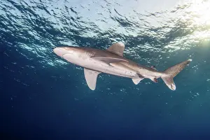 Undersea Prints: Oceanic white tip shark, Red Sea