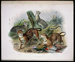 Stump Prints: The Ocelot (Felis Pardalis) 1883 Daniel Giraud Elliot (1835-1915 American) Monograph Academy of Natural Sciences