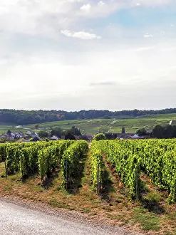 Vineyard Prints: Oger, Champagne, Marne, France, Europe